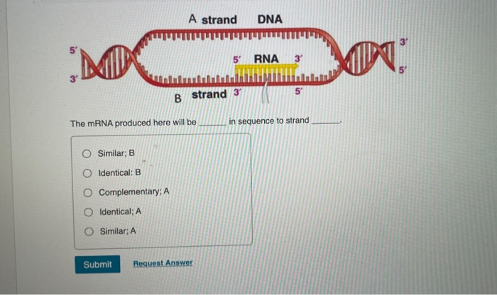 Solved A strand DNA 3' 5' RNA M ON 5 5 B strand 3 The mRNA | Chegg.com