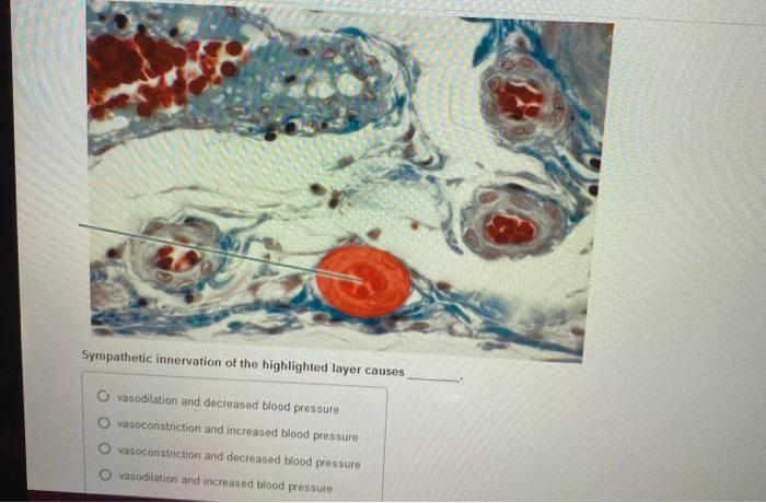 solved-sympathetic-innervation-of-the-highlighted-layer-chegg