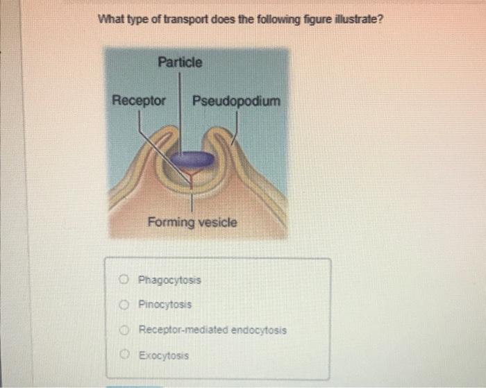 Solved What type of transport does the following figure | Chegg.com