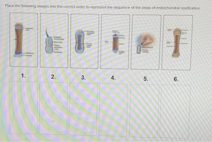 Solved Place the following images into the correct order to | Chegg.com