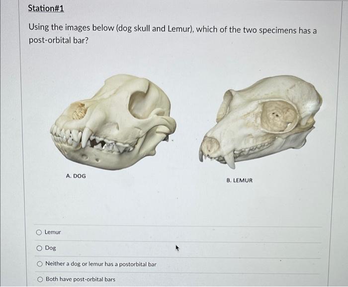 Solved Station1 Using the images below (dog skull and