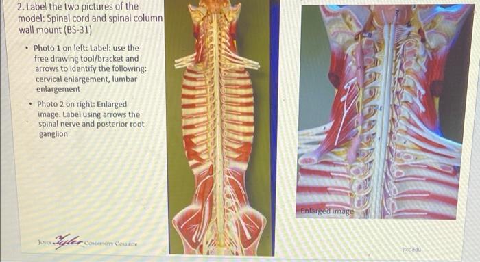 spinal cord nerves model