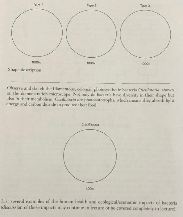 oscillatoria bacteria labeled