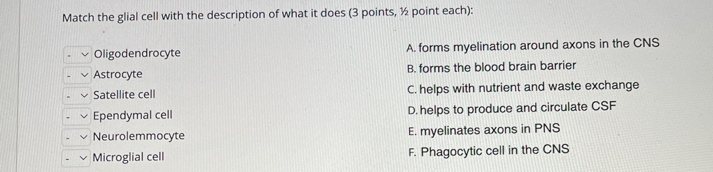 Solved Which Glial Cell Creates Myelin For Neurons In The Chegg Com