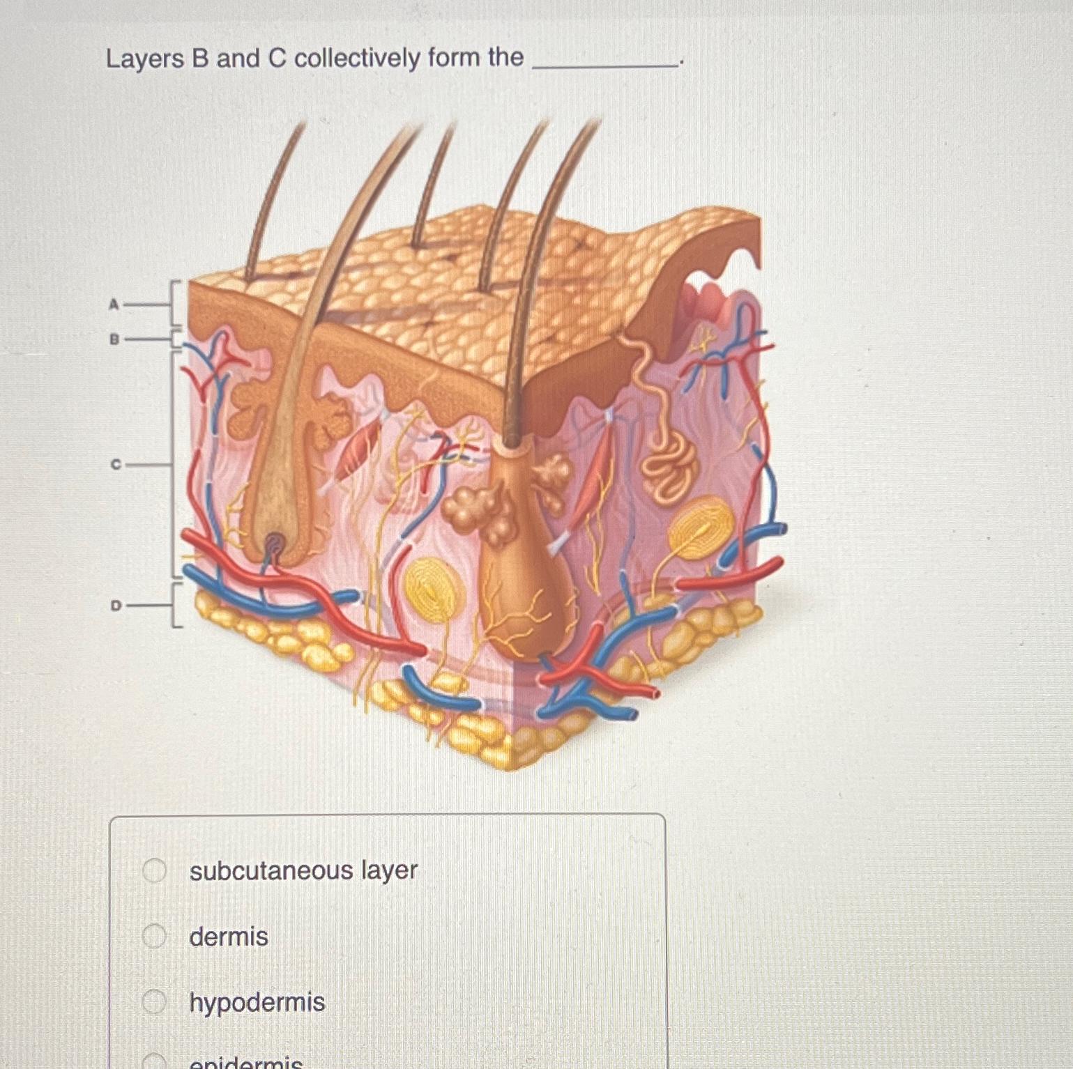 Solved Layers B And C Collectively Form Thesubcutaneous 