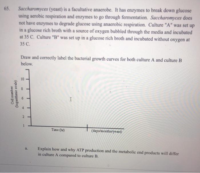 65 Saccharomyces Yeast Is A Facultative Anaerobe Chegg Com