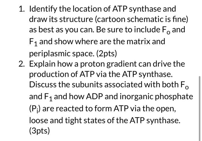 1. Identify the location of ATP synthase and draw its structure (cartoon schematic is fine) as best as you can. Be sure to in