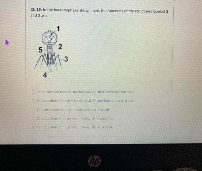 Solved Ch 19: In the bacteriophage shown here, the functions | Chegg.com