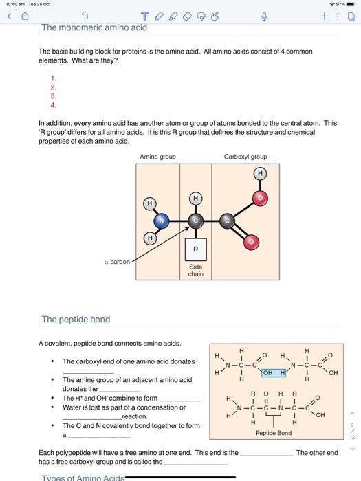 Solved The basic building block for proteins is the amino | Chegg.com