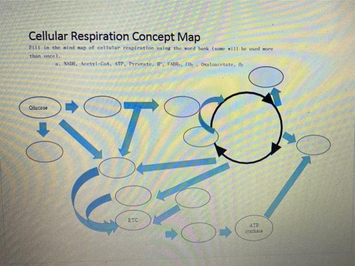 Solved Cellular Respiration Concept Map Flu in the mind map | Chegg.com