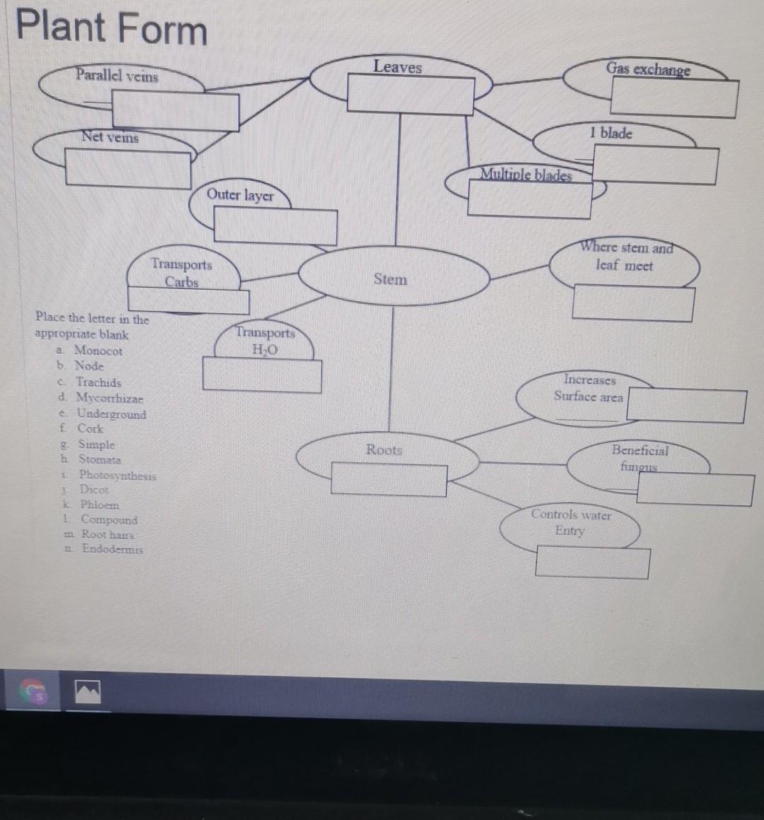 Solved Plant Form Parallel veins Leaves Gas exchange Net | Chegg.com