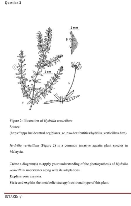 hydrilla verticillata map