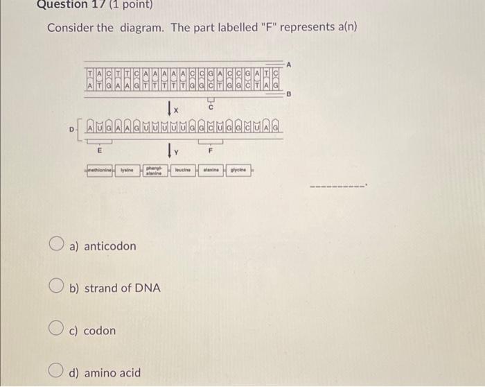 Solved Which of the following are found in both DNA and RNA? | Chegg.com