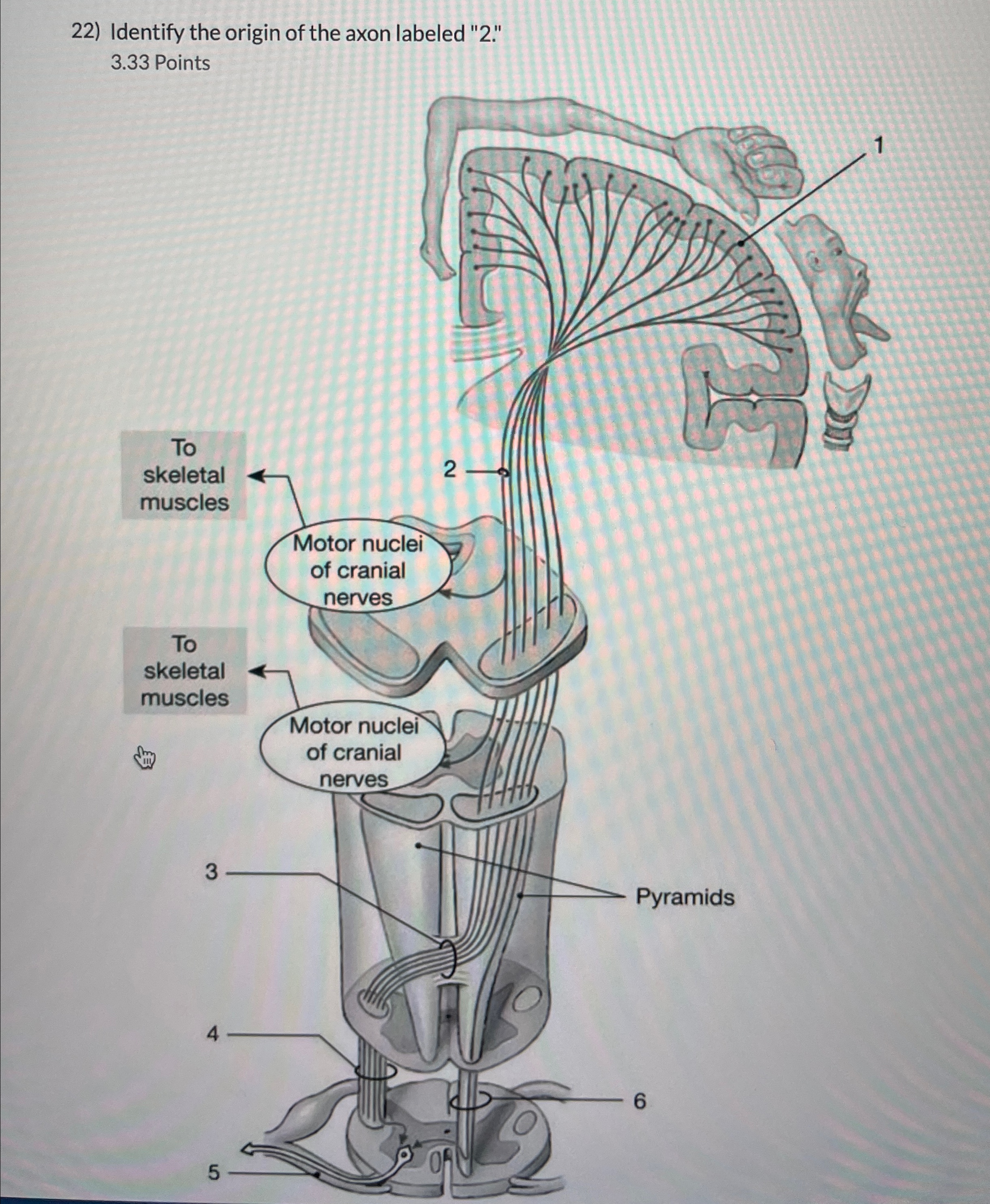 Solved Identify the origin of the axon labeled 