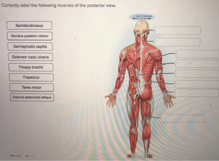 Solved Correctly label the following muscles of the