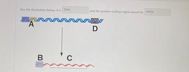 Solved i got this answer wrong i put Dna and mRNA i need to | Chegg.com