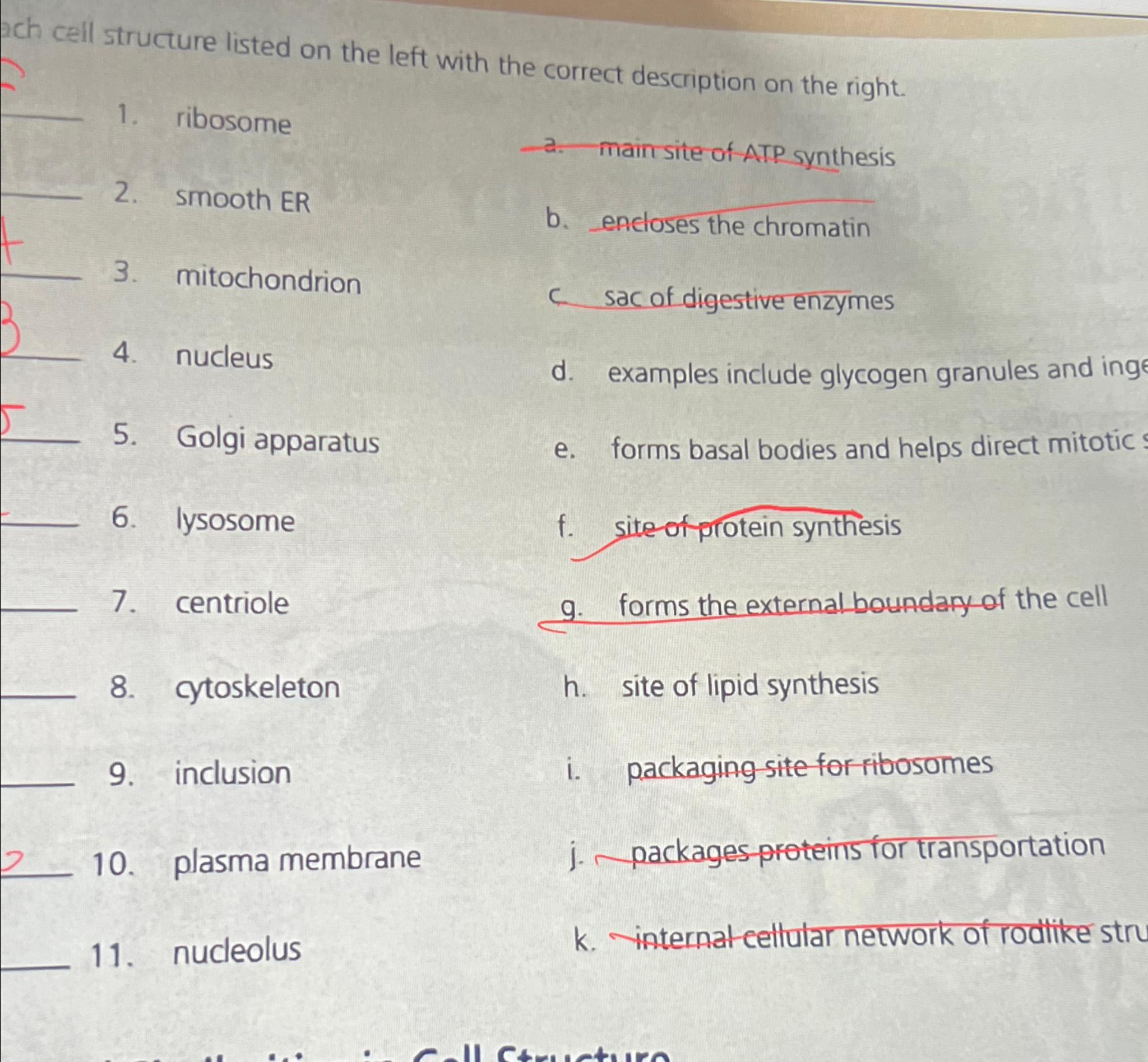 Solved ach cell structure listed on the left with the | Chegg.com