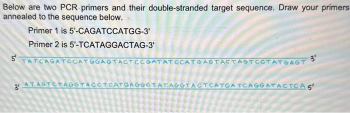 Solved Below are two PCR-primers and their double-stranded | Chegg.com