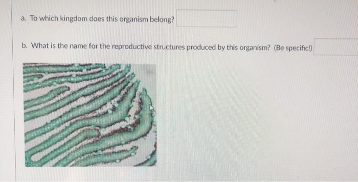 Solved a. To which kingdom does this organism belong? b. | Chegg.com