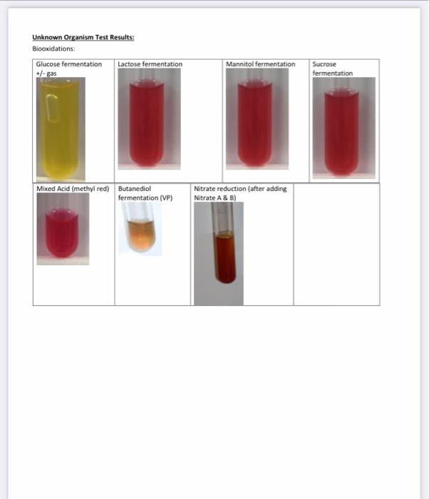 Unknown Organism Test Results: Bicoxidations: Glucose fermentation Lactose fermentation Mannitol fermentation +/- gas Sucrose