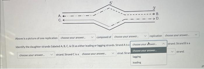 Solved Above is a picture of one replication composed of Chegg com