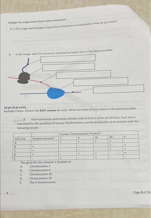 Solved 7) 8 Pts The Image Below Depicts Gene Expression A. | Chegg.com