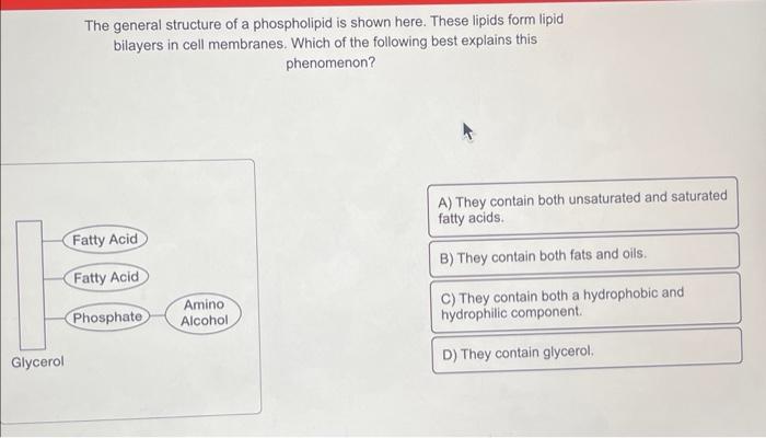 The general structure of a phospholipid is shown here. These lipids form lipid bilayers in cell membranes. Which of the follo