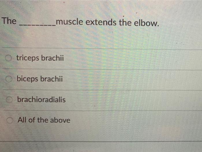 Solved The muscle extends the elbow. O triceps brachii
