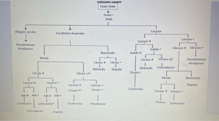 Solved what unknown gram negative bacteria do i have based | Chegg.com