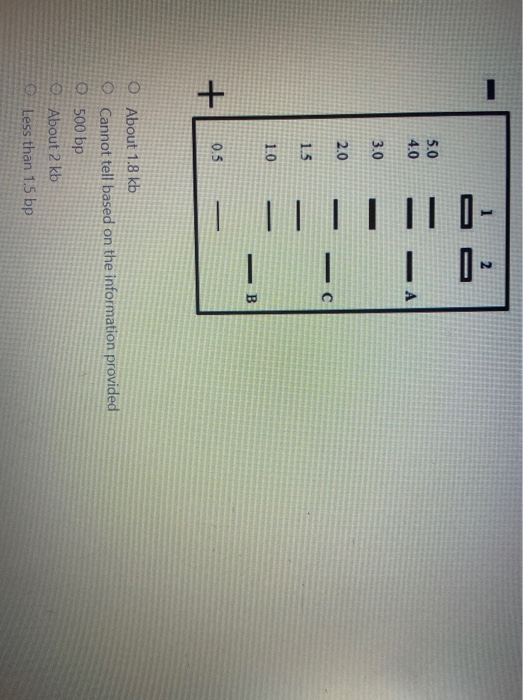 given figure represents the agarose gel