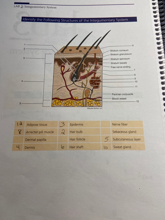 Solved: LAB 3: Integumentary System Identify The Following... | Chegg.com
