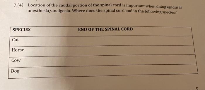 where does a dogs spinal cord end