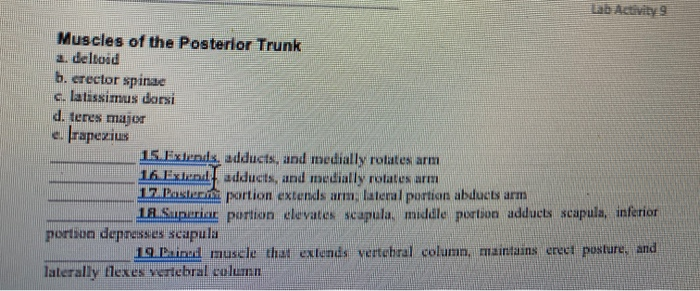 Solved Muscles of the Posterior Trunk 2 dated b. crector | Chegg.com