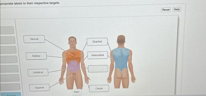 Solved propriate labels to their respective targets. | Chegg.com