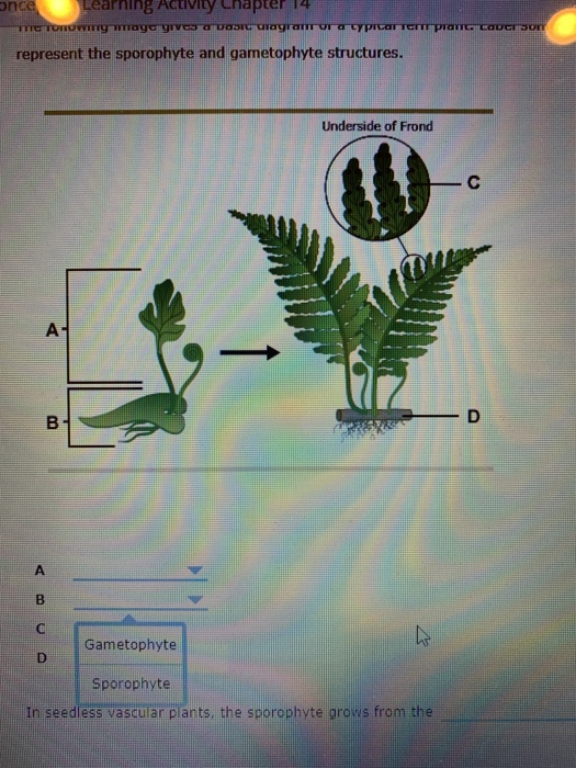 Solved 3. Seedless Vascular Plants The Seedless Vascular