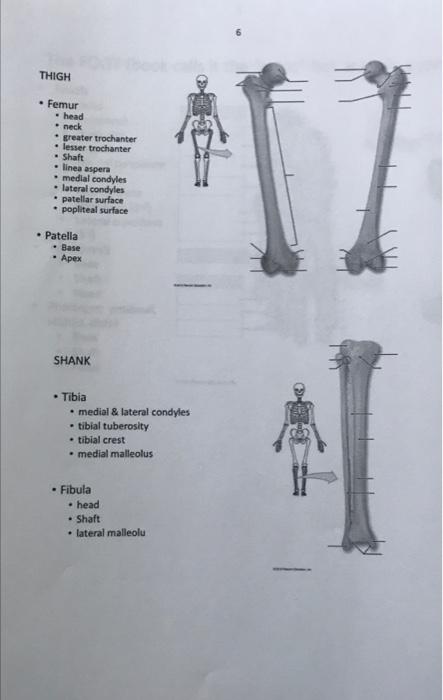 THIGH
• Femur
• head
neck.
greater trochanter
lesser trochanter
Shaft
linea aspera
medial condyles
• lateral condyles
• patel