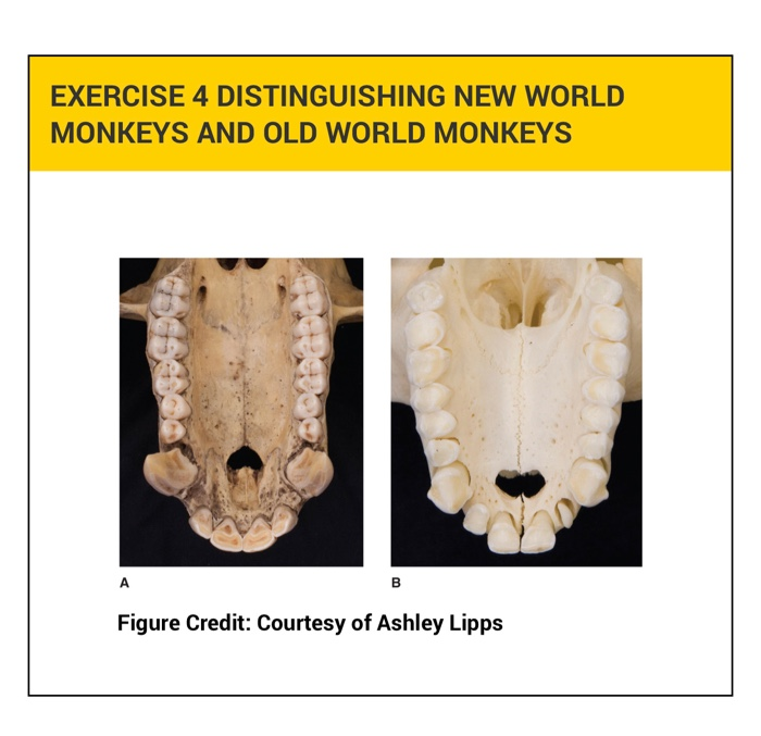 old world monkey teeth