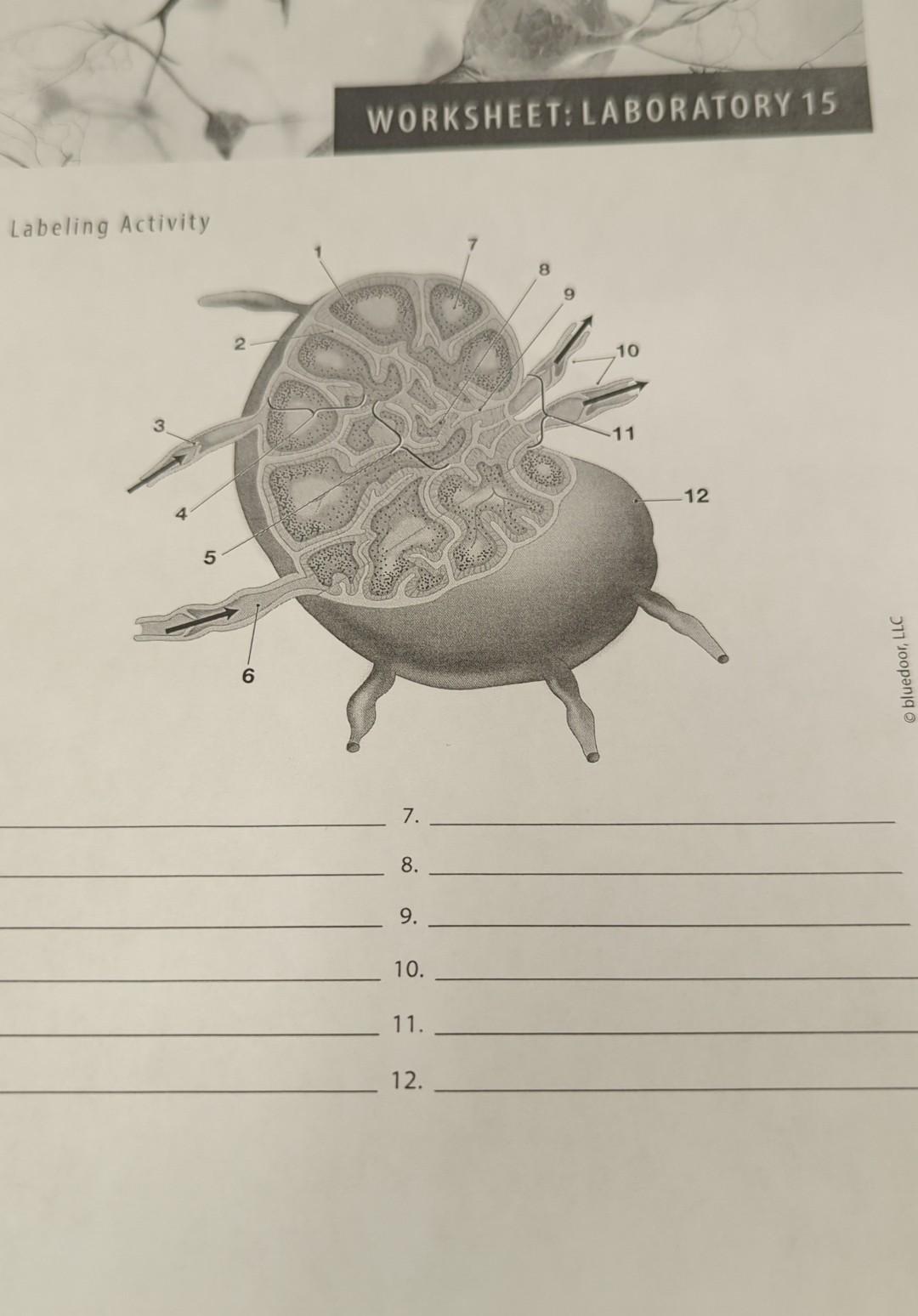 Solved WORKSHEET: LABORATORY 15 Labeling Activity 8 2 10 11 | Chegg.com