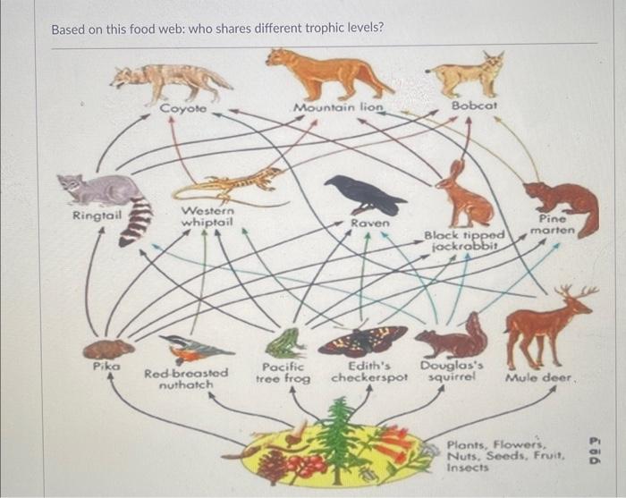 Solved Based on this food web: who shares different trophic | Chegg.com
