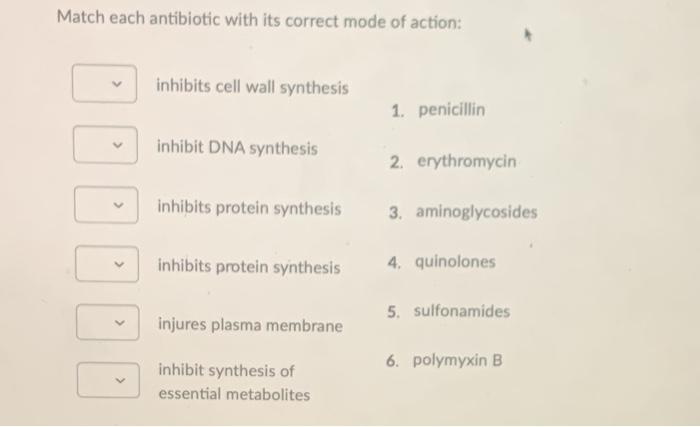 Solved Match each antibiotic with its correct mode of | Chegg.com