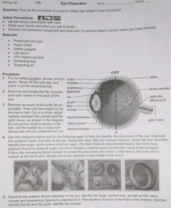 Cow Eye Dissection Lab Sheet All About Cow Photos