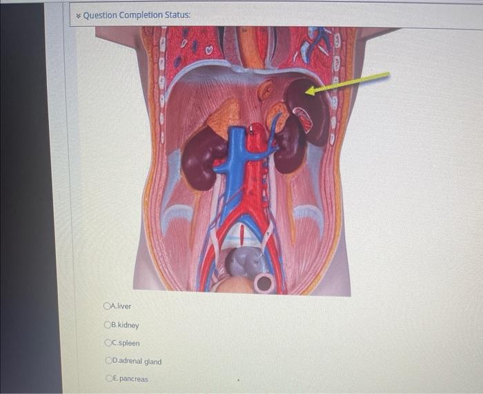 [Solved]: Aliver B. Kidney Spleen Diadrenal Gland E. Pancre