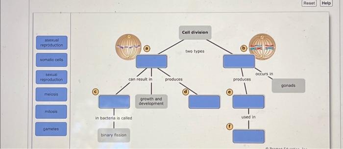 Solved Asexual Reproduction Somatic Cells Sexual 