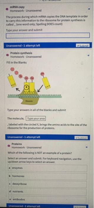 Solved mRNA copy Homework - Unanswered The process during | Chegg.com