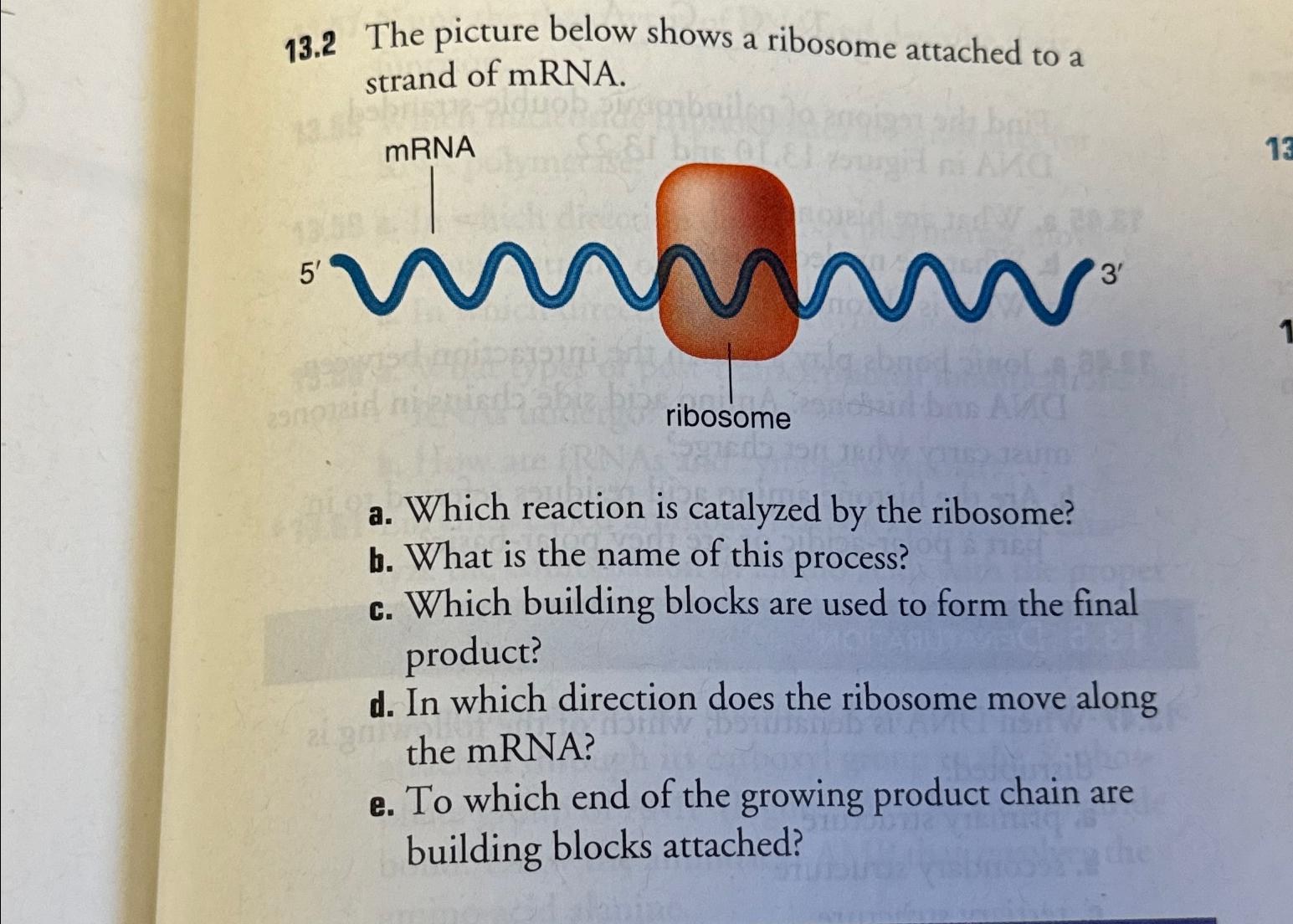 Solved 13.2 ﻿The picture below shows a ribosome attached to | Chegg.com