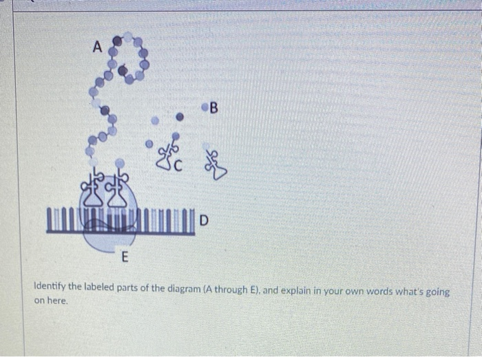 Solved А B D E Identify The Labeled Parts Of The Diagram (A | Chegg.com