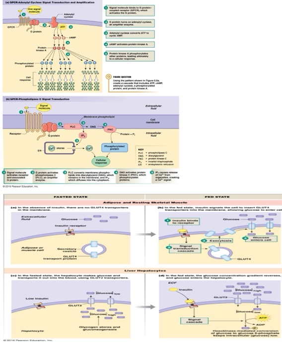 3 Cell Signaling A Discuss How Hydrophilic Signa Chegg Com