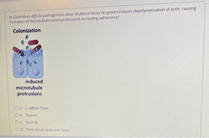 Solved In Clostridium difficile pathogenesis what virulence | Chegg.com