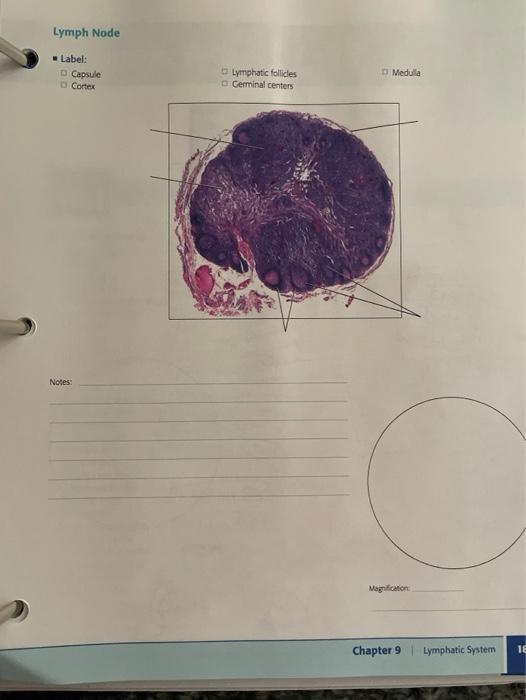 lymph node histology drawing