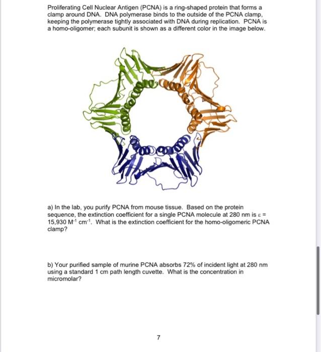 Proliferating Cell Nuclear Antigen (PCNA) is a | Chegg.com